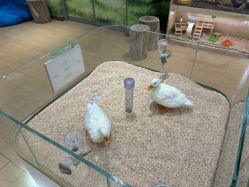 -小象动悟公园(龙湖亦庄天街店)