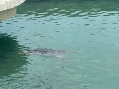 -广东惠东海龟国家级自然保护区