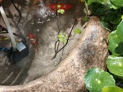 -曲阳花鸟市场(曲阳路店)