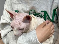 -有猫主题·治愈系猫咖(曾厝垵店)