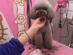 -爱宠屋pet shop·宠物洗澡·宠物美容