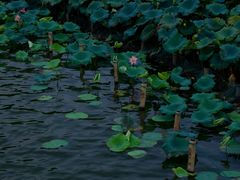 -杭州植物园