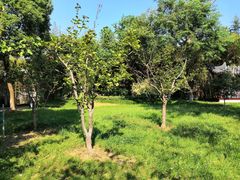 景点-朱家角课植园