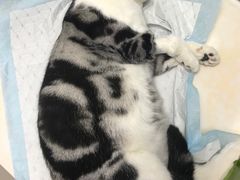 -纳吉亚猫专科动物医院博雅分院