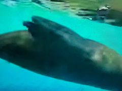 -大连圣亚海洋世界