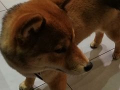 -柴务处·柴犬主题狗咖