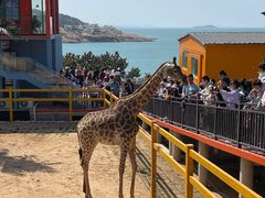 -西霞口神雕山野生动物世界