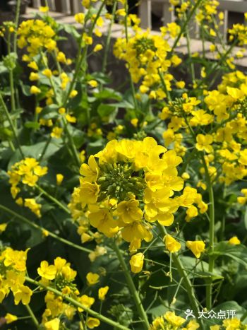 拍完才发现我是竖屏拍的又不想再拍第二遍了