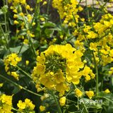 拍完才发现我是竖屏拍的又不想再拍第二遍了