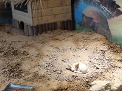 -石家庄市动物园