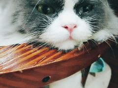 -李小姐の猫咖啡馆(五角场店)