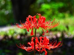 -长兴太湖图影湿地文化园