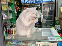 -正宗上海陆记熏鱼