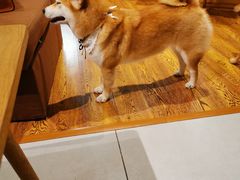 -柴务处·柴犬主题狗咖