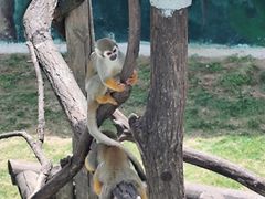 -西霞口神雕山野生动物世界