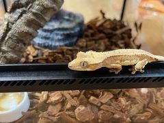 -酷以爬仙阁实体爬宠店·守宫·蜥蜴·专业繁育