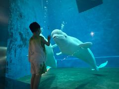 -芜湖新华联大白鲸海洋公园