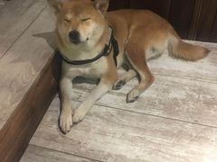 -百好乐宠物友好餐厅(朝外大街店)