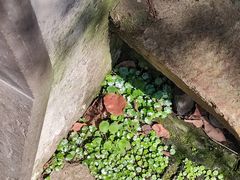 -沧浪亭