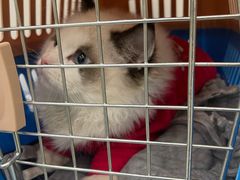 -瑞鹏宠物医院犬猫全科(真大分院)