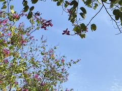 -金砂公园
