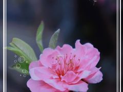 -桃花涧