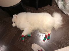 -帕帕拉兹宠物(亚洲旗舰店)