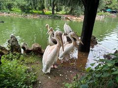 -云南野生动物园