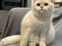 -喵zoo家庭繁育猫舍(尖东智能花园店)