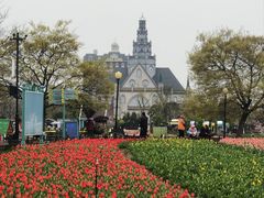 -荷兰花海