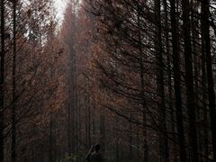 -桤木河湿地公园