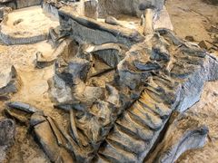 -自贡恐龙博物馆