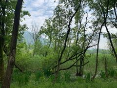 -西湖风景区-江洋畈生态公园