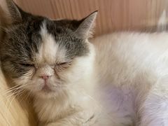 -喵园·猫主题咖啡厅·撸猫·猫咖(国贸店)