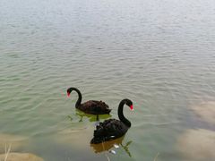 -荷兰花海