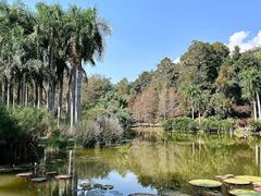 -西双版纳原始森林公园