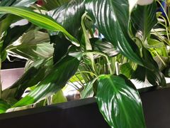 -管氏翅吧(台湾街店)