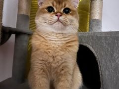 -欣宠猫屋·矮脚拿破仑·蓝金金渐层