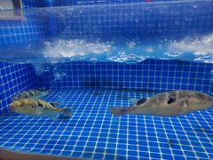 -食悦江南·淮扬菜·烤鸭(亚运村·惠新店)