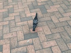 -九龙公园