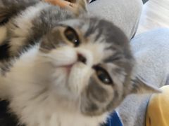 -滚猫咖啡·猫咖·猫友好撸猫(未来城店)