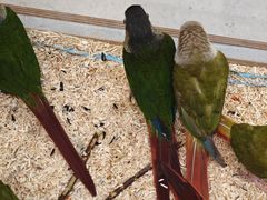 -帕帕拉兹宠物(亚洲旗舰店)