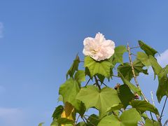 -同济大学(嘉定校区)