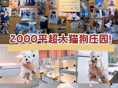 -翊宠yipet猫狗购宠庄园