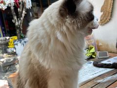 -喵屿·大理花园猫咖