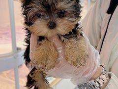 -翊宠yipet猫狗购宠庄园犬舍•猫舍