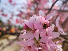 -天适樱花悠乐园