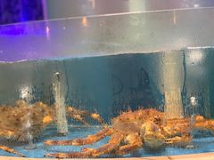 -田园肥牛鲍鱼先生(新北店)