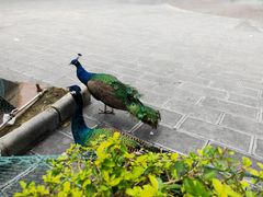 -西双版纳原始森林公园