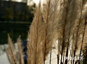 《芦花》        ——水哥 我打故楚来过